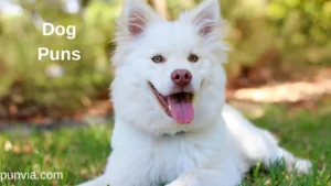 Dog Puns