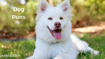 Dog Puns